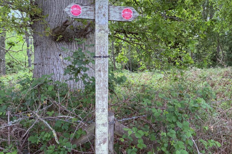 Walk into Penhurst – Sun 3rd May 2026